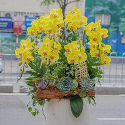 CHẬU LAN HỒ ĐIỆP VÀNG GHÉP LŨA – 8 CÀNH – MFOR190