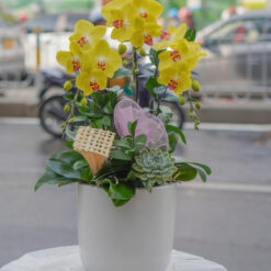 CHẬU LAN HỒ ĐIỆP VÀNG – 3 CÀNH – MFOR192