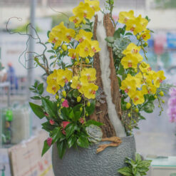 CHẬU LAN HỒ ĐIỆP VÀNG GHÉP LŨA – 9 CÀNH – MFOR185