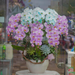 CHẬU LAN HỒ ĐIỆP MIX 2 MÀU – 8 CÀNH – MFOR186