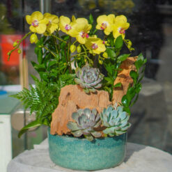 CHẬU LAN HỒ ĐIỆP VÀNG GHÉP LŨA – 4 CÀNH – MFOR183