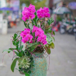 CHẬU LAN HỒ ĐIỆP MINI TÍM – 4 CÀNH – MFOR188