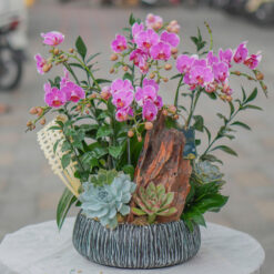 CHẬU LAN HỒ ĐIỆP MINI HỒNG GHÉP LŨA - MFOR184