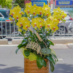 CHẬU LAN HỒ ĐIỆP MÀU VÀNG – MFOR212