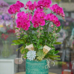 CHẬU LAN HỒ ĐIỆP MINI PHỐI LŨA – MFOR225