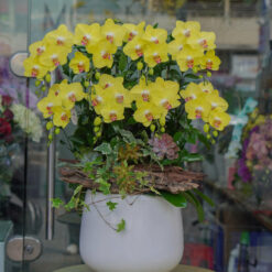 CHẬU LAN HỒ ĐIỆP VÀNG GHÉP GỖ LŨA – MFOR219