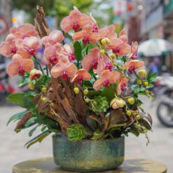 CHẬU LAN HỒ ĐIỆP GHÉP GỖ LŨA – MFOR220