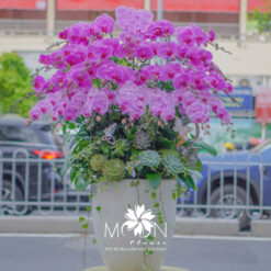 CHẬU LAN HỒ ĐIỆP HỒNG – MFOR221