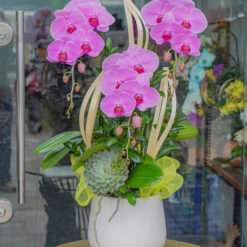 CHẬU LAN HỒ ĐIỆP HỒNG 3 CÀNH – MFOR222