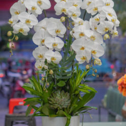 CHẬU LAN HỒ ĐIỆP TRẮNG 5 CÀNH – MFOR215