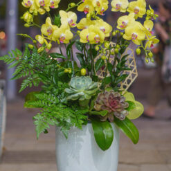 CHẬU LAN HỒ ĐIỆP VÀNG 6 CÀNH – MFOR216