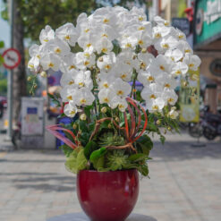 CHẬU LAN HỒ ĐIỆP TRẮNG 7 CÀNH – MFOR217