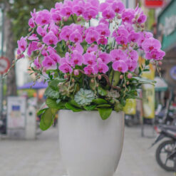 CHẬU LAN HỒ ĐIỆP HỒNG – MFOR218