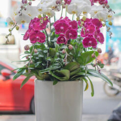 CHẬU LAN HỒ ĐIỆP MIX MÀU – MFOR219