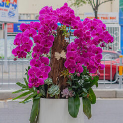 CHẬU LAN HỒ ĐIỆP TÍM GHÉP GỖ LŨA – MFOR220