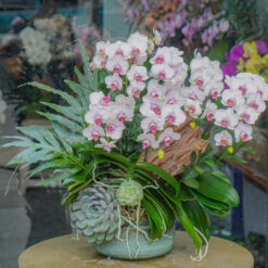 CHẬU LAN HỒ ĐIỆP MINI PHỐI LŨA – MFOR214