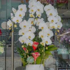 CHẬU LAN HỒ ĐIỆP TRẮNG – MFOR226