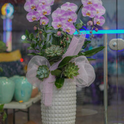 CHẬU LAN HỒ ĐIỆP 3 CÀNH – MFOR227