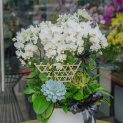 CHẬU LAN HỒ ĐIỆP MINI TRẮNG – MFOR259