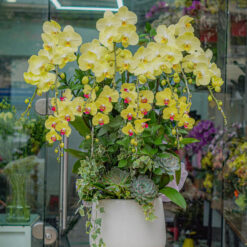 CHẬU LAN HỒ ĐIỆP MIX MÀU 10 CÀNH – MFOR279