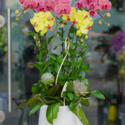 CHẬU LAN HỒ ĐIỆP MIX MÀU 5 CÀNH – MFOR280