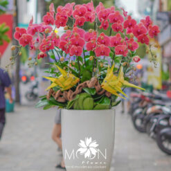 CHẬU LAN HỒ ĐIỆP CAM ĐẤT – MFOR281