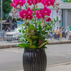 CHẬU LAN HỒ ĐIỆP TÍM 5 CÀNH – MFOR282