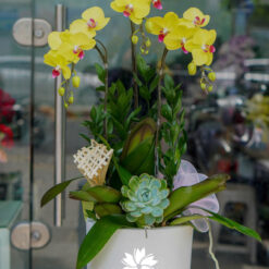 CHẬU LAN HỒ ĐIỆP VÀNG 3 CÀNH – MFOR275