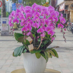 CHẬU LAN HỒ ĐIỆP MÀU TÍM 7 CÀNH – MFOR276