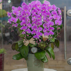 CHẬU LAN HỒ ĐIỆP TÍM 5 CÀNH – MFOR277