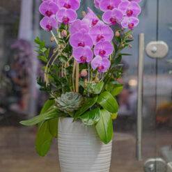 CHẬU LAN HỒ ĐIỆP TÍM 3 CÀNH – MFOR278