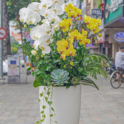 CHẬU LAN HỒ ĐIỆP MIX MÀU – MFOR285