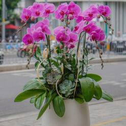 CHẬU LAN HỒ ĐIỆP TÍM 5 CÀNH – MFOR284