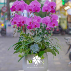 CHẬU LAN HỒ ĐIỆP TÍM 6 CÀNH – MFOR283