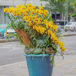 CHẬU LAN HỒ ĐIỆP ĐẠI GHÉP GỖ LŨA 10 CÀNH – MFOR315