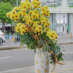 CHẬU LAN HỒ ĐIỆP ĐẠI GHÉP GỖ LŨA 10 CÀNH – MFOR316