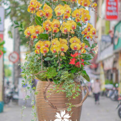 CHẬU LAN HỒ ĐIỆP ĐẠI 17 CÀNH – MFOR313