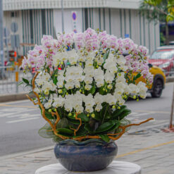 CHẬU LAN HỒ ĐIỆP MINI 24 CÀNH – MFOR318