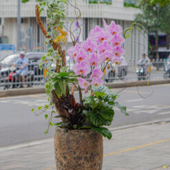 CHẬU LAN HỒ ĐIỆP ĐẠI GHÉP GỖ LŨA 2 CÀNH – MFOR317