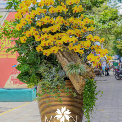 CHẬU LAN HỒ ĐIỆP ĐẠI GHÉP GỖ LŨA 30 CÀNH – MFOR312