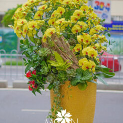 CHẬU LAN HỒ ĐIỆP ĐẠI GHÉP GỖ LŨA 30 CÀNH – MFOR314