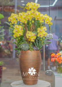 CHẬU LAN HỒ ĐIỆP ĐẠI GHÉP GỖ LŨA 9 CÀNH – MFOR322