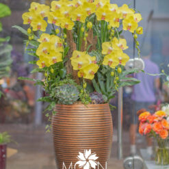 CHẬU LAN HỒ ĐIỆP ĐẠI GHÉP GỖ LŨA 9 CÀNH – MFOR322