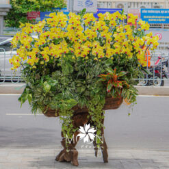 LŨA LAN HỒ ĐIỆP VÀNG PHÚ QUÝ MFOR310