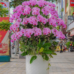 CHẬU LAN HỒ ĐIỆP ĐẠI HỒNG 25 CÀNH – MFOR319