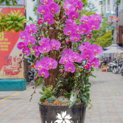 CHẬU LAN HỒ ĐIỆP ĐẠI GHÉP GỖ LŨA 9 CÀNH – MFOR320