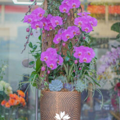 CHẬU LAN HỒ ĐIỆP ĐẠI GHÉP GỖ LŨA 9 CÀNH – MFOR321