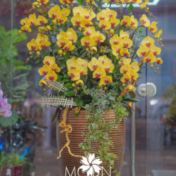 CHẬU LAN HỒ ĐIỆP ĐẠI 20 CÀNH – MFOR323