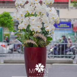 CHẬU LAN HỒ ĐIỆP ĐẠI 10 CÀNH – MFOR335