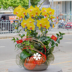 CHẬU LAN HỒ ĐIỆP ĐẠI 5 CÀNH – MFOR328